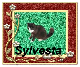 Sylvesta.jpg