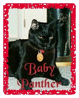 babypanther-dw.jpg