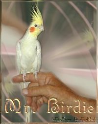 mrbirdie3.jpg